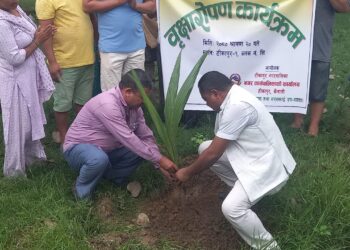 हरियो टीकापुर बनाउन नगरपालिकाको वृक्षारोपण