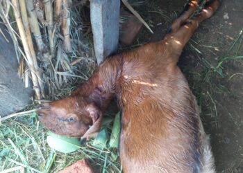  टीकापुरको १७ नम्बरमा बाघले स्थानीयका ६ बाख्रा मार्यो।